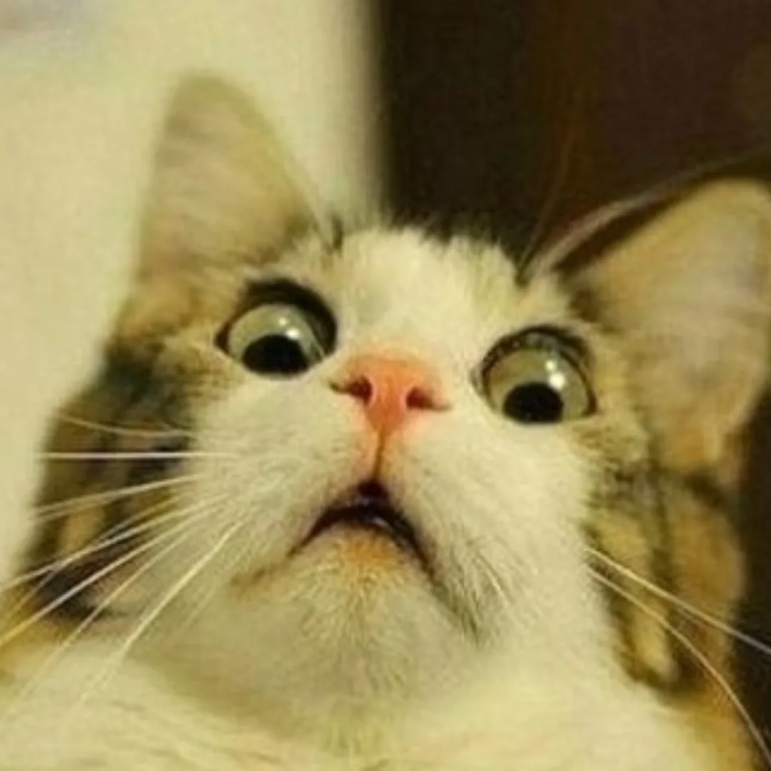 cat2