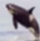 whale